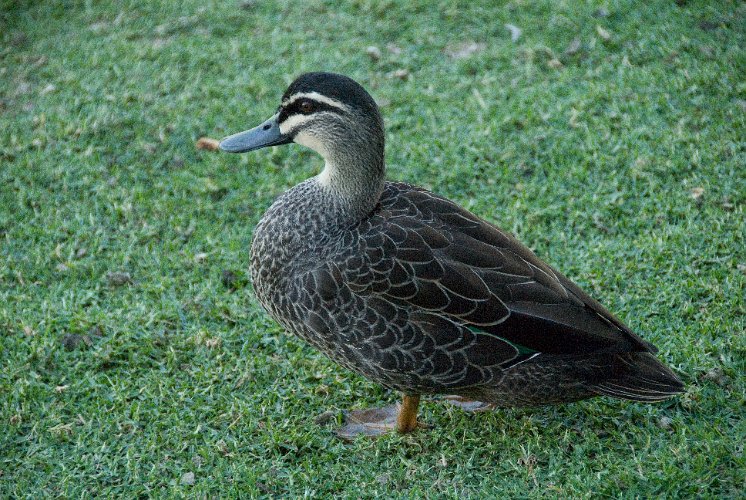 _AUS8156.jpg - pacific black duck