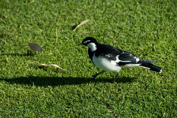 _AUS8164.jpg - magpie-lark