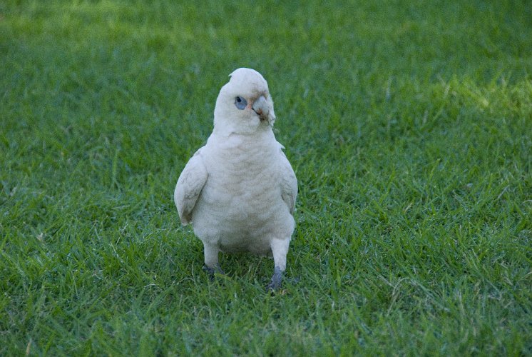 _AUS8226.jpg - western corella