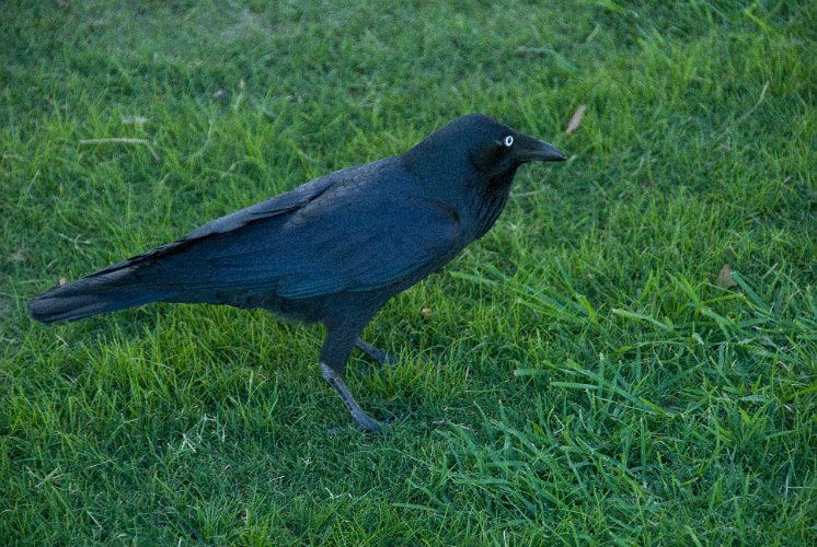 _AUS8234.jpg - raven