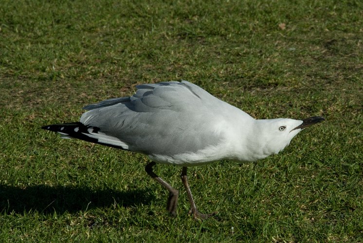 _AUS8258.jpg - silver gull, silber möve