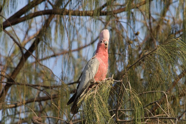 _AUS8340.jpg - galah