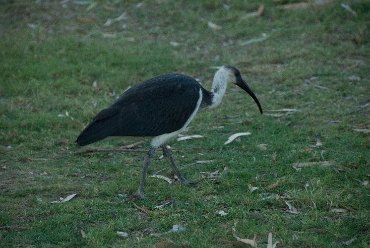 _AUS8618.jpg - strow-necked ibis