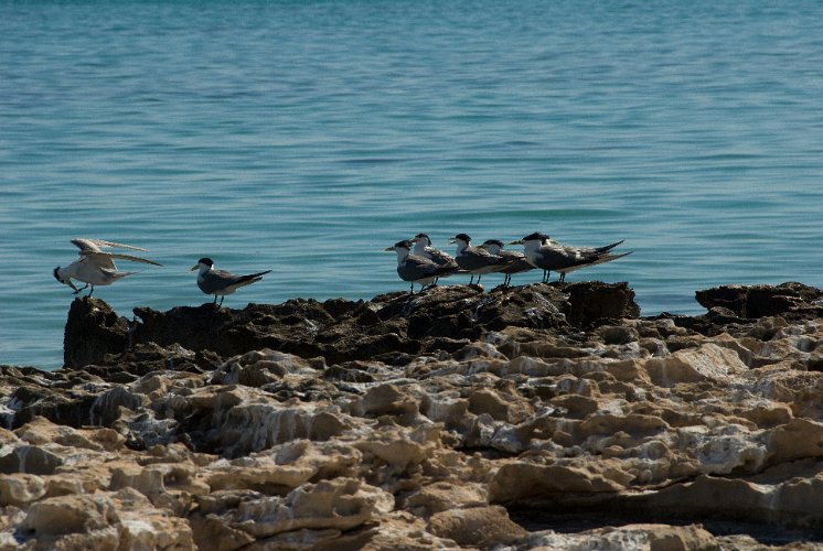 _AUS8629.jpg - terns, seeschwalben