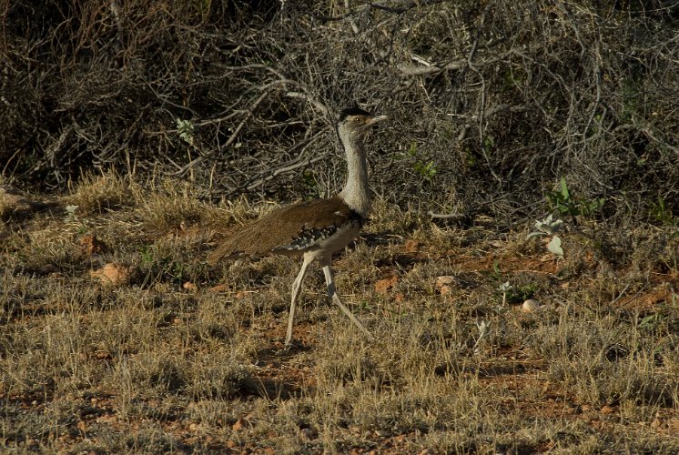 _AUS8653.jpg - australien bustard, trappe
