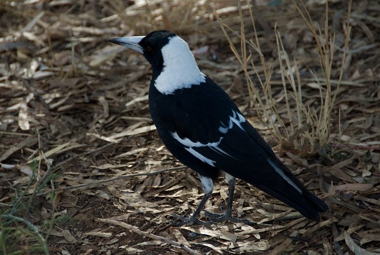 _AUS8684.jpg - australien magpie, elster