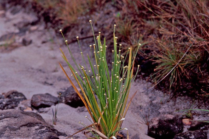 362-19-Bearbeitet.jpg - eine winzige blume an jedem ende