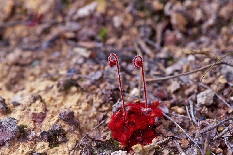 362-34-Bearbeitet.jpg - diese pflanze ist nur etwa 5 cm gross