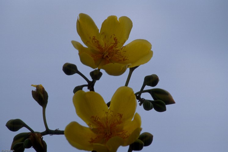 166-20.jpg - ceibablühten, dieser baum produziert das kapock