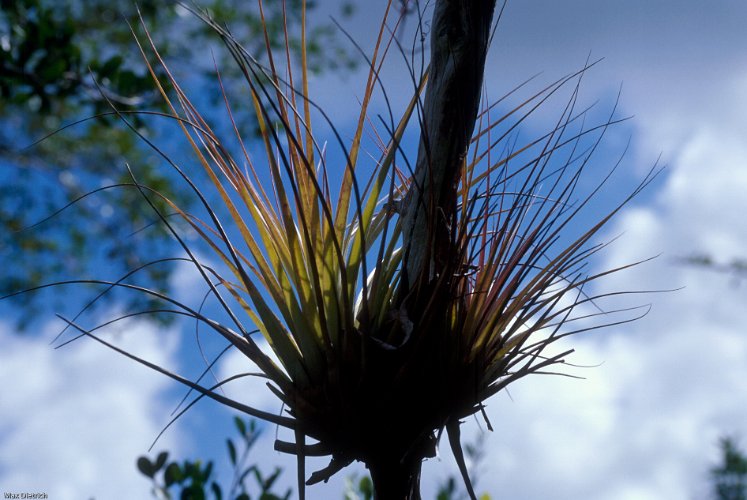 166-29.jpg - epiphyten, die gibt es massenhaft im regenwald