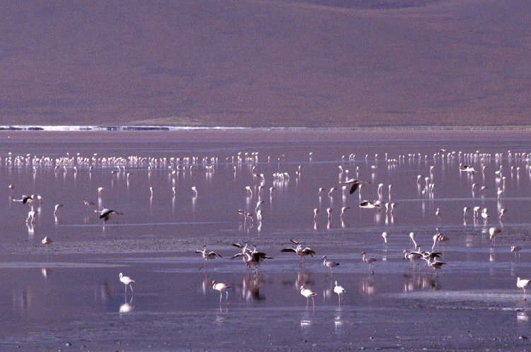 255-01.jpg - zu dem lagunen, laguna colorada, tausende von flamingos leben hier, alle drei arten südamerikas kommen hier vor