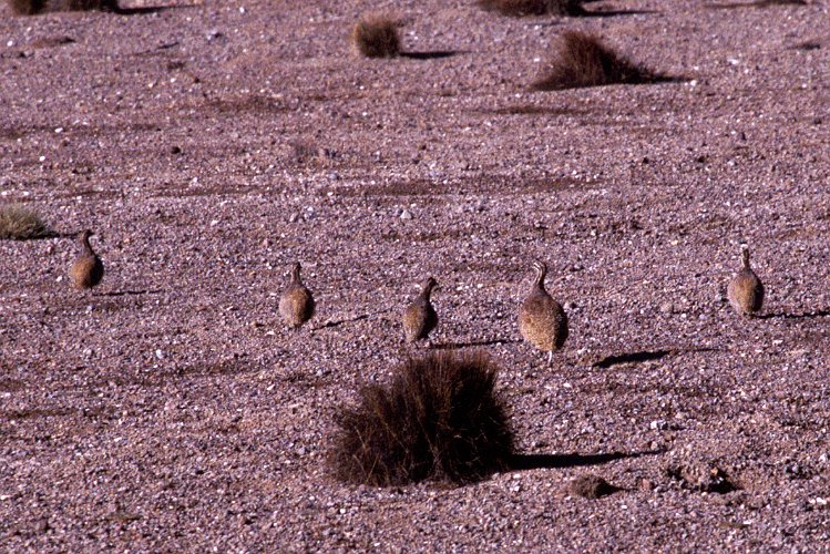 255-35.jpg - lauca, puna tinamou, eine rebhuhnart