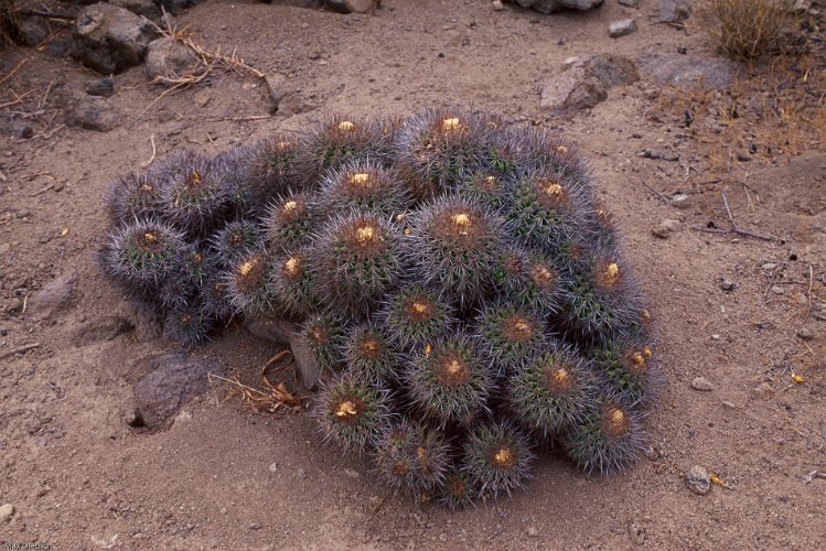 257-05.jpg - altiplano, das klima ist ideal für kakteen