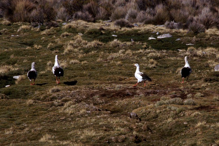 258-00.jpg - lauca, anden gänse