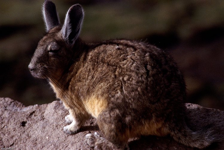 258-19.jpg - lauca, vizcacha, der grössere verwandte des chinchillas