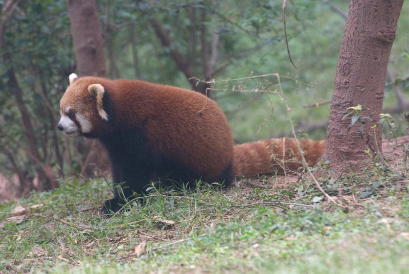 CHI_1574.jpg - roter agiler panda, sie sind schnell und katzenartig