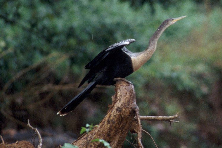 180-24.jpg - anhinga oder schlangenhalsvogel