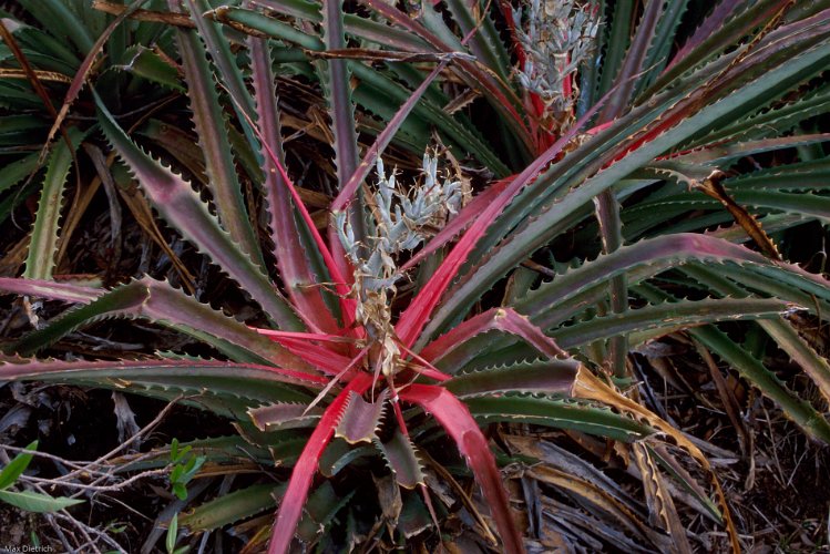 181-04.jpg - bromelien, eine der wenigen dieser art die am boden wächst