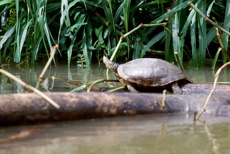 182-09.jpg - schildkröte