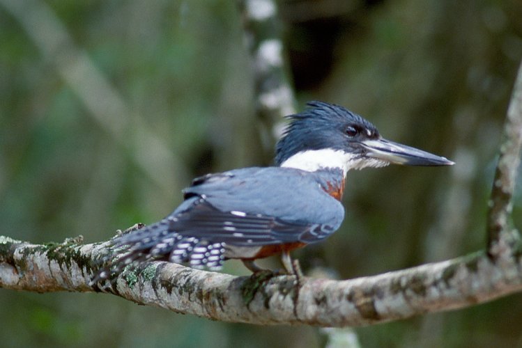 182-14.jpg - belted kingfisher, eisvogel