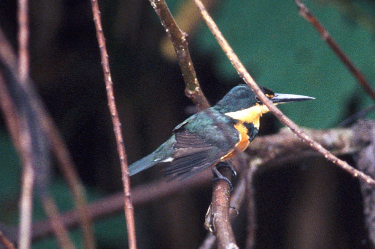 183-08.jpg - pygmäen eisvogel, misst nur 13 cm von schnabelspitze bis schwanzende