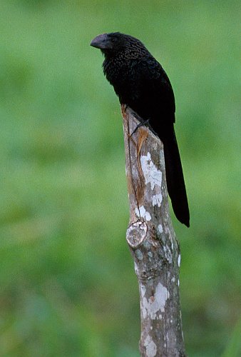 200-09.jpg - groove-billed ani, (crotophaga sulcirostris)