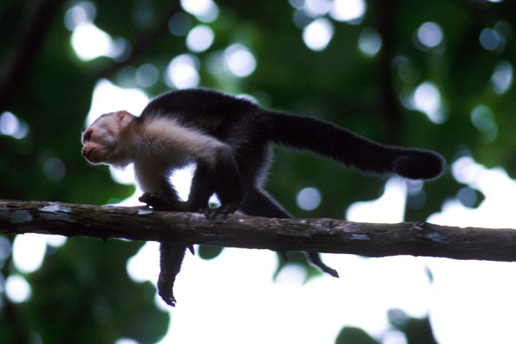 201-02.jpg - cahuita, kapuzineraffe