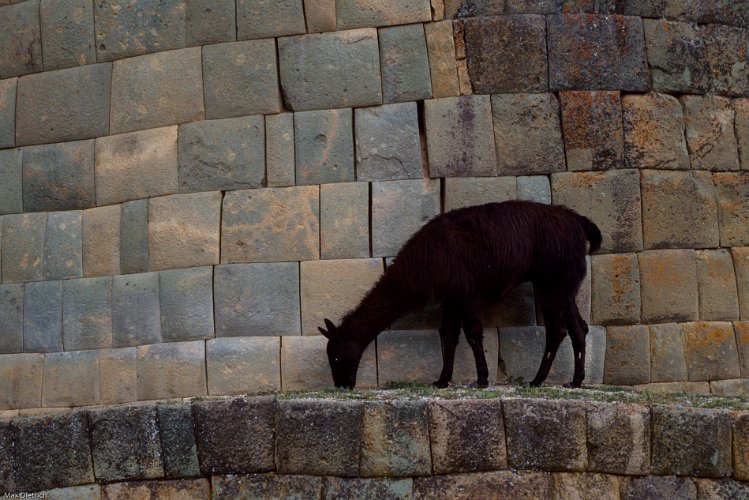 226-09.jpg - llamas grasen in den ruinen