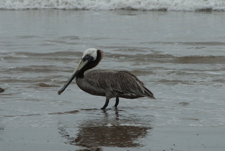 _ECU7542.jpg - am strand von puerto lopez