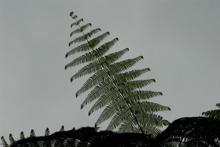 _ECU7697.jpg - im regenwald, farnkraut