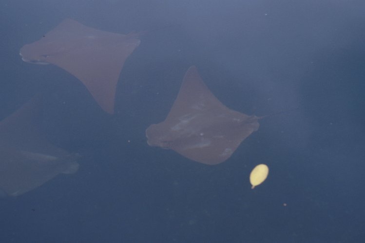 210-16.jpg - santa cruz, goldene mantas
