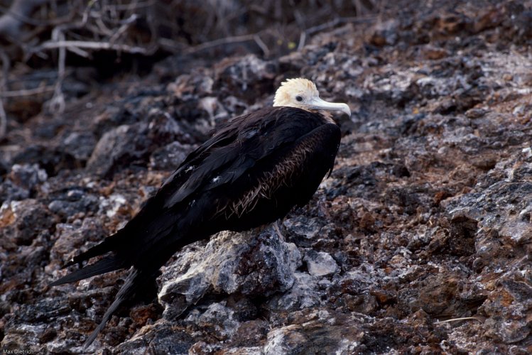 211-08.jpg - genovesa, junger fregattvogel
