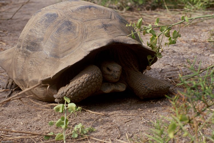 212-27.jpg - isabela, riesenschildkröte