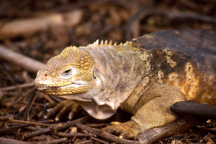 212-35.jpg - isabela insel, landiguana