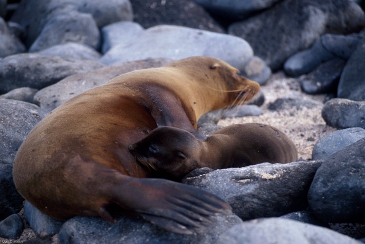 213-17.jpg - española insel, galapagos robbe