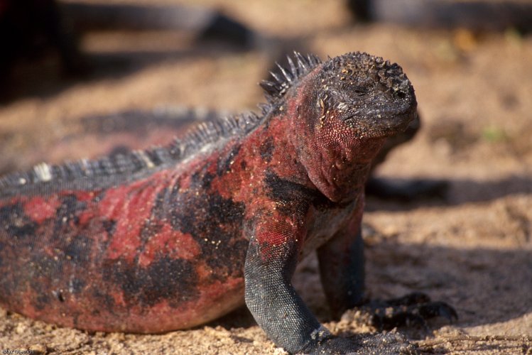 213-25.jpg - española, meeriguana