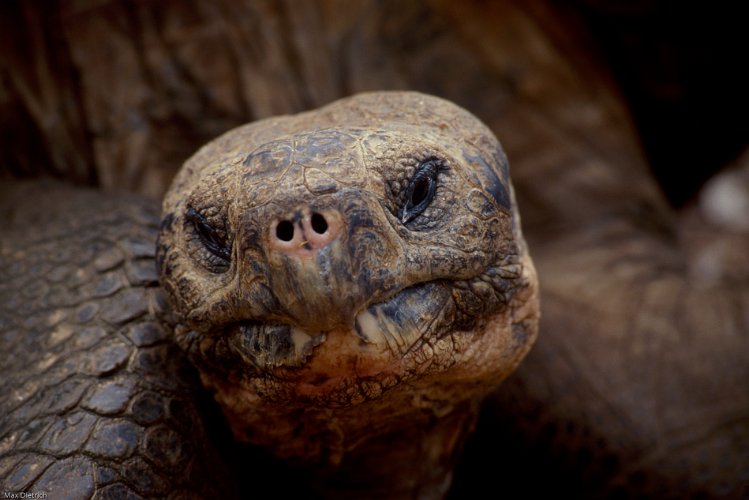 219-05.jpg - schildkrötenkopf