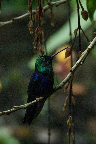 _ECU7574.jpg - kolibri ausruhend und ...