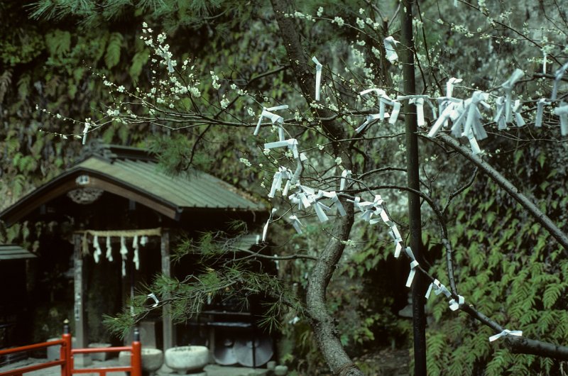 1982-0025-004-Bearbeitet.jpg - ... auf dem der wunsch geschrieben und dann an den baum gehängt wird