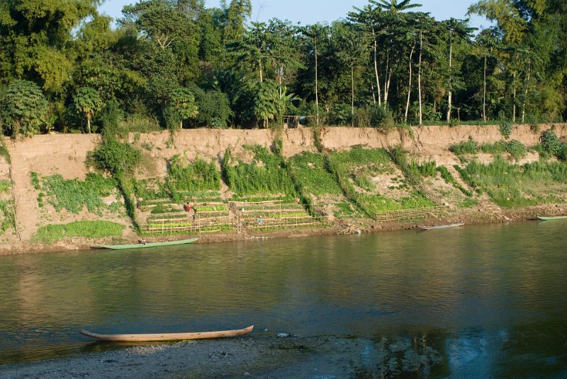CHI_3744.jpg - luang prabang - gemüsegärten am ufer des nam khan