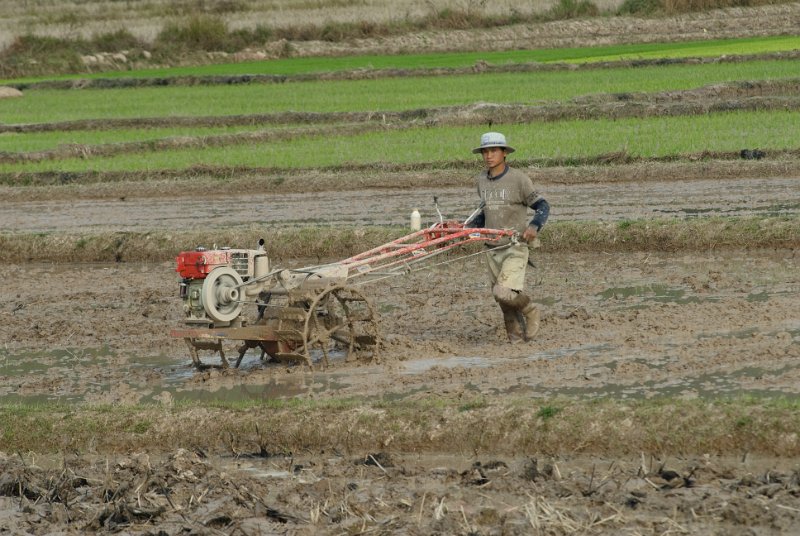 CHI_3899.jpg - luang nam tha - pflügen des reisfeldes, dies ist männerarbeit