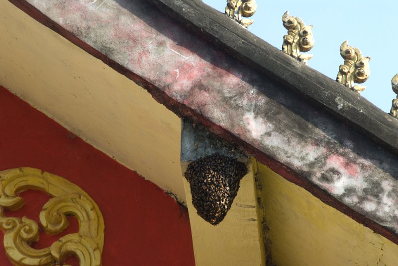 CHI_3468.jpg - vang vieng - bienennest am tempeldach