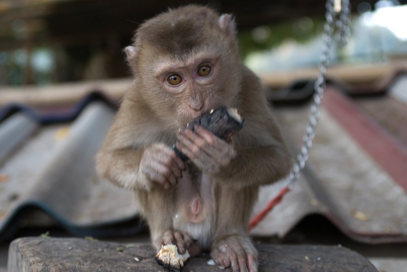 CHI_3515.jpg - luang prabang - einige der klöster haben affen, zum teil unter katastrophalen bedingungen