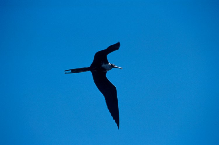 125-24.jpg - fregattvogel