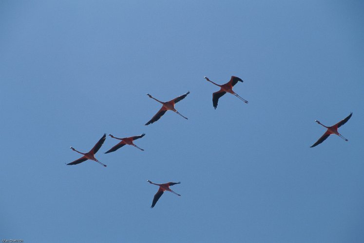 159a-16.jpg - elegante silhouette fliegender flamingos