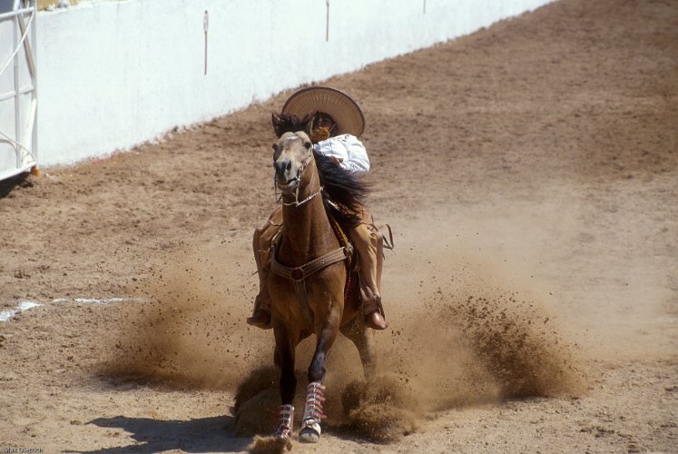 160-34.jpg - eine der disziplinen, das pferd im vollen galopp auf einem punkt anzuhalten