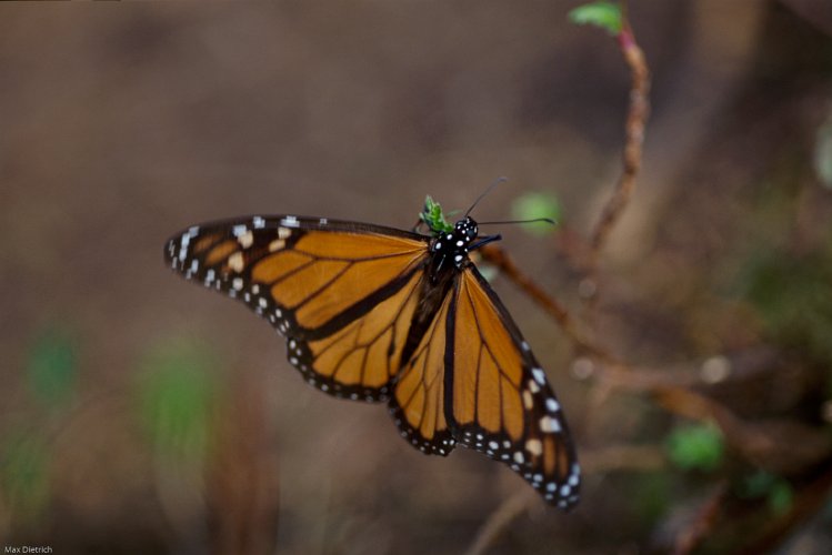 154-05.jpg - monarch schmetterling im winterquartier