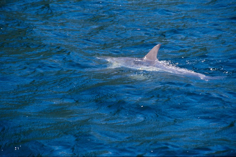 210.jpg - ein delphin der nur im doubtful sound vorkommt