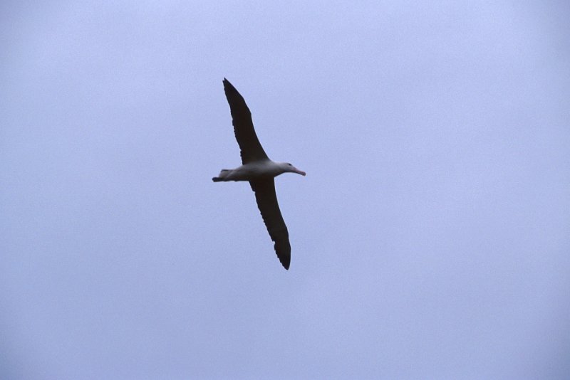 243.jpg - albatross
