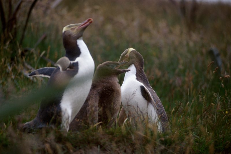 249.jpg - pinguine